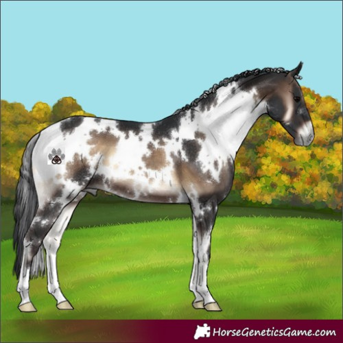 Horse Color:White Spotted Brown Onyx 
