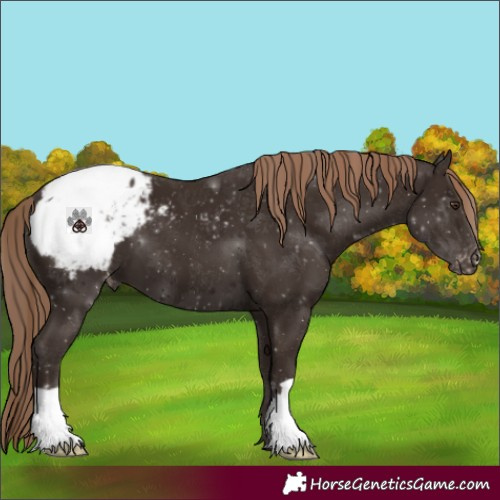 Horse Color:Liver Chestnut Appaloosa 
