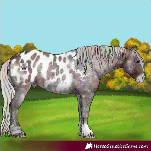 Horse Color:Nacre Silver Bay Ice Onyx Appaloosa 
