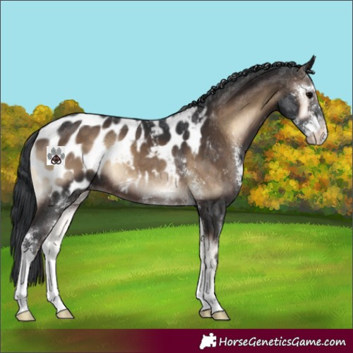 Horse Color:Brown Onyx Sabino Appaloosa