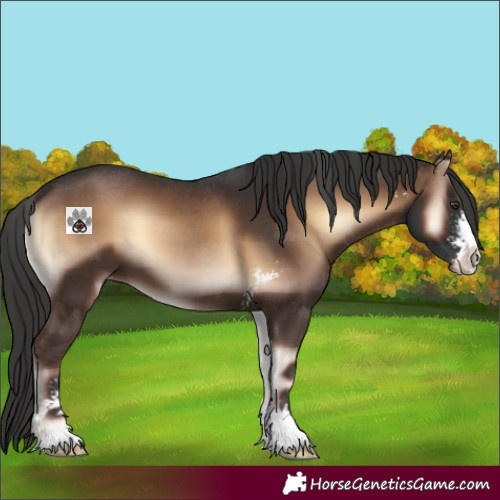 Horse Color:Liver Red Onyx Sabino 