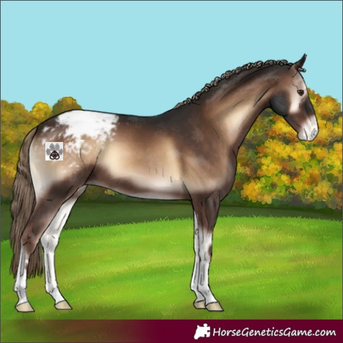 Horse Color:Liver Red Onyx Appaloosa 