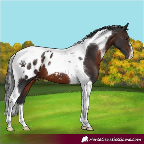 Horse Color:Brown Tobiano Appaloosa 