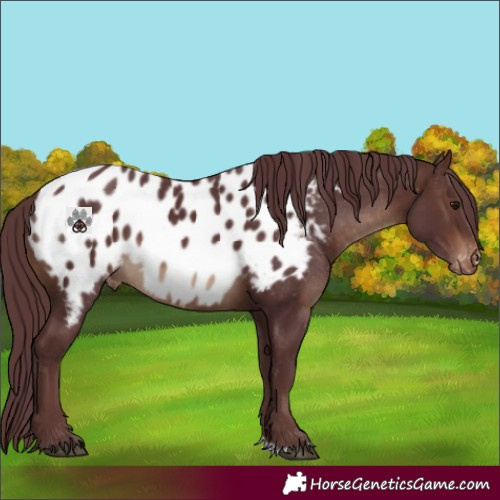 Horse Color:Chocolate Brown Appaloosa 