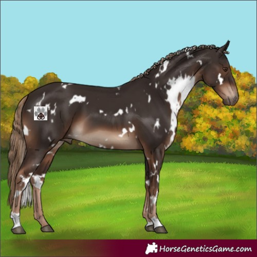 Horse Color:White Spotted Liver Chestnut 