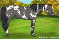 Horse Color:White Spotted Grullo