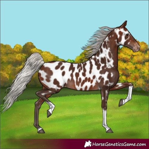 Horse Color:Silver Brown Tobiano Near Leopard