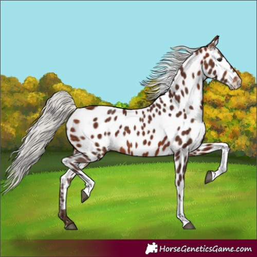 Horse Color:Silver Brown Tobiano Near Leopard 