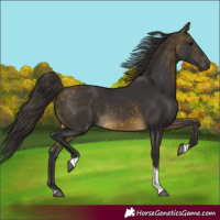 Horse Color:Buckskin Tobiano