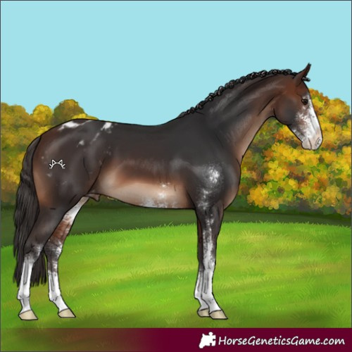 Horse Color:Unknown 