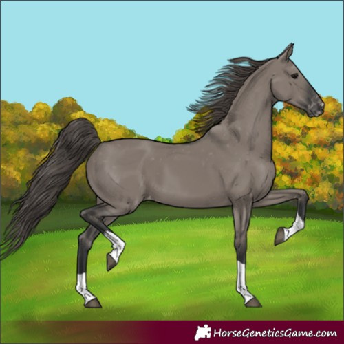 Horse Color:Unknown 