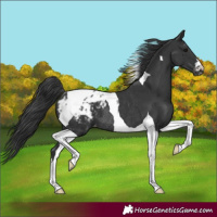 Horse Color:Black Tobiano Blanket Rabicano