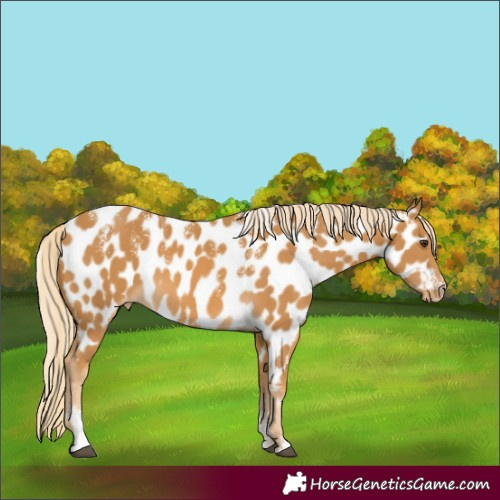 Horse Color:Powder White Palomino Appaloosa