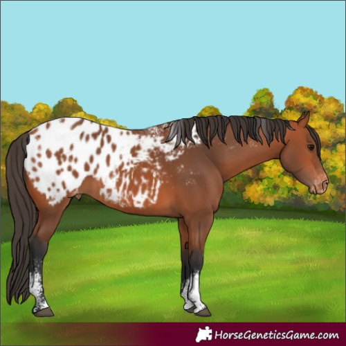Horse Color:Powder White Bay Appaloosa 
