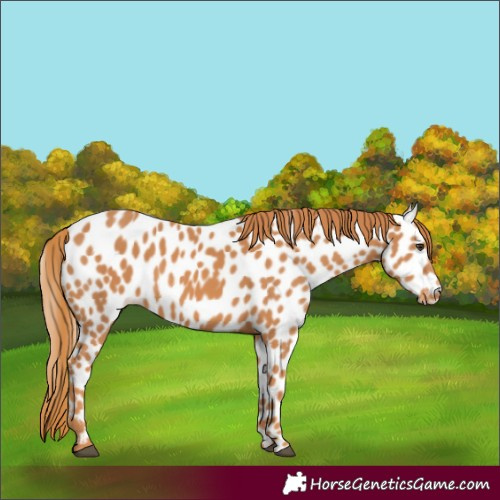 Horse Color:Chestnut Appaloosa 