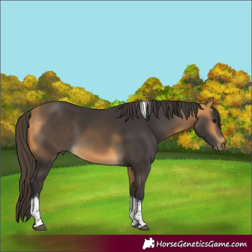 Horse Color:Buckskin Tobiano