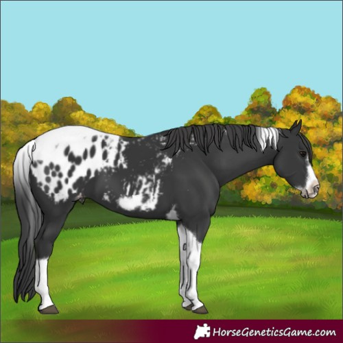 Horse Color:Black Tobiano Frame Appaloosa 
