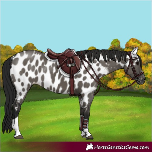 Horse Color:Gray Grullo Tobiano Appaloosa Rabicano 