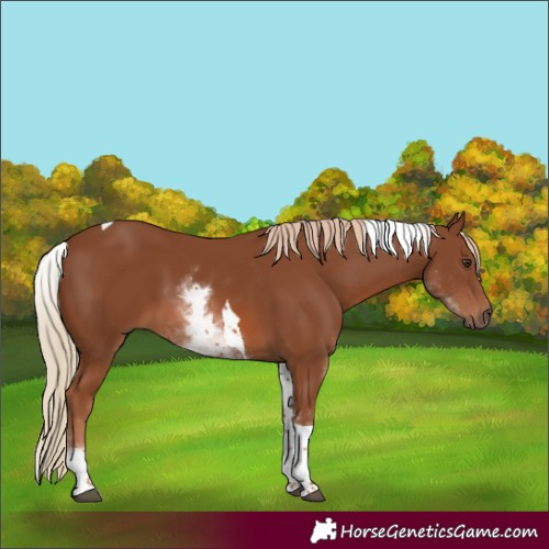 Horse Color:White Spotted Chestnut Tobiano 