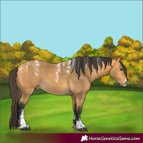 Horse Color:Powder White Buckskin