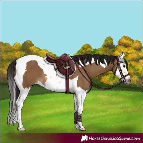 Horse Color:Gray Bay Dun Splash Tobiano 