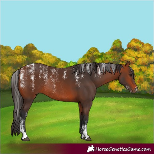 Horse Color:Powder White Bay Rabicano