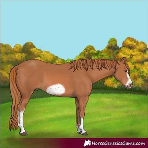 Horse Color:Chestnut Sabino Tobiano Frame 