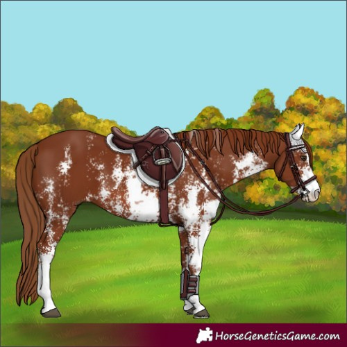 Horse Color:Chestnut Sabino 