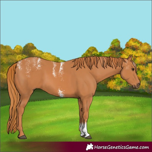 Horse Color:Powder White Chestnut Sabino 