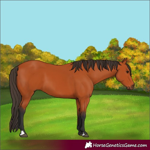 Horse Color:Bay 