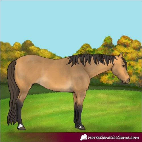 Horse Color:Buckskin