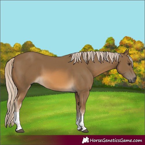 Horse Color:Chocolate Palomino Tobiano