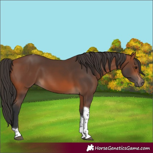 Horse Color:Bay Tobiano 