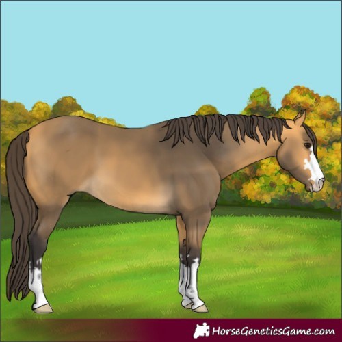 Horse Color:Buckskin