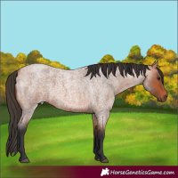 Horse Color:Bay Roan Rabicano 