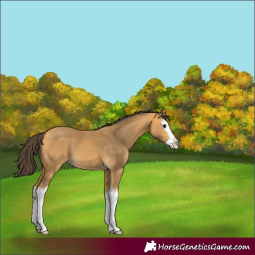 Horse Color:Unknown 
