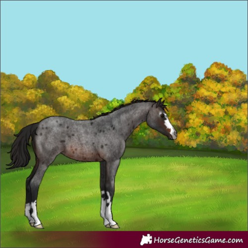 Horse Color:Unknown 