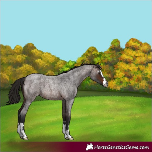 Horse Color:Unknown 