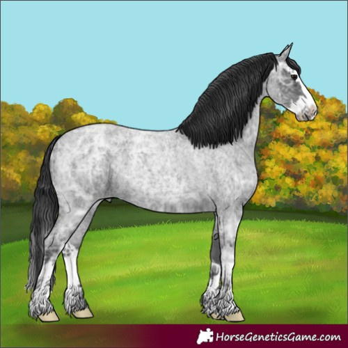 Horse Color:Blue Ice Roan Splash 