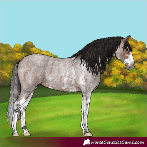 Horse Color:Gray Bay Roan Sabino Splash