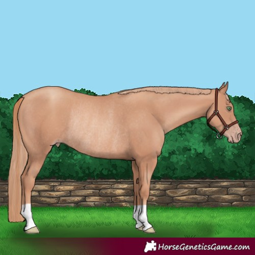 Horse Color:Gold Champagne Rabicano 