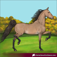 Horse Color:Bay Dun 