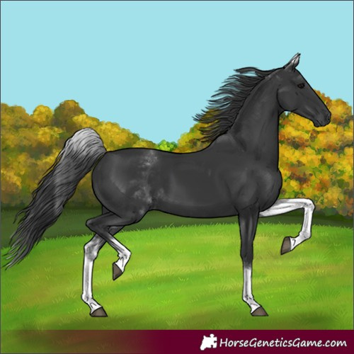 Horse Color:Unknown 