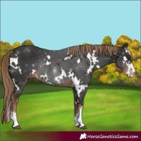 Horse Color:White Spotted Liver Chestnut Sabino Rabicano 