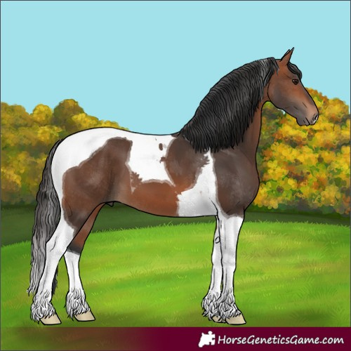 Horse Color:Bay Tobiano 