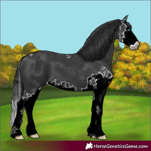Horse Color:Black Splash 