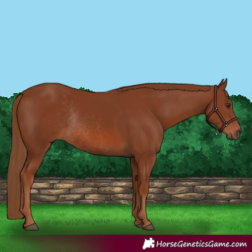 Horse Color:Chestnut Rabicano