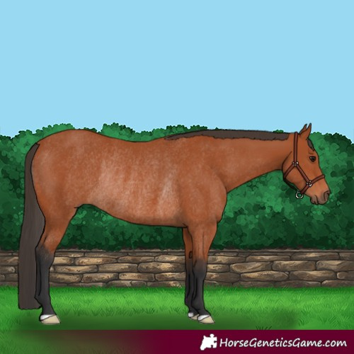 Horse Color:Bay Rabicano 