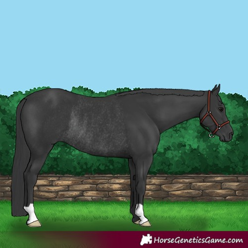 Horse Color:Black Rabicano 