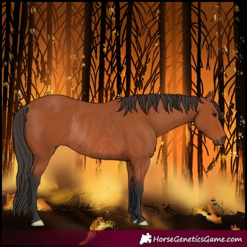 Horse Color:Bay Rabicano